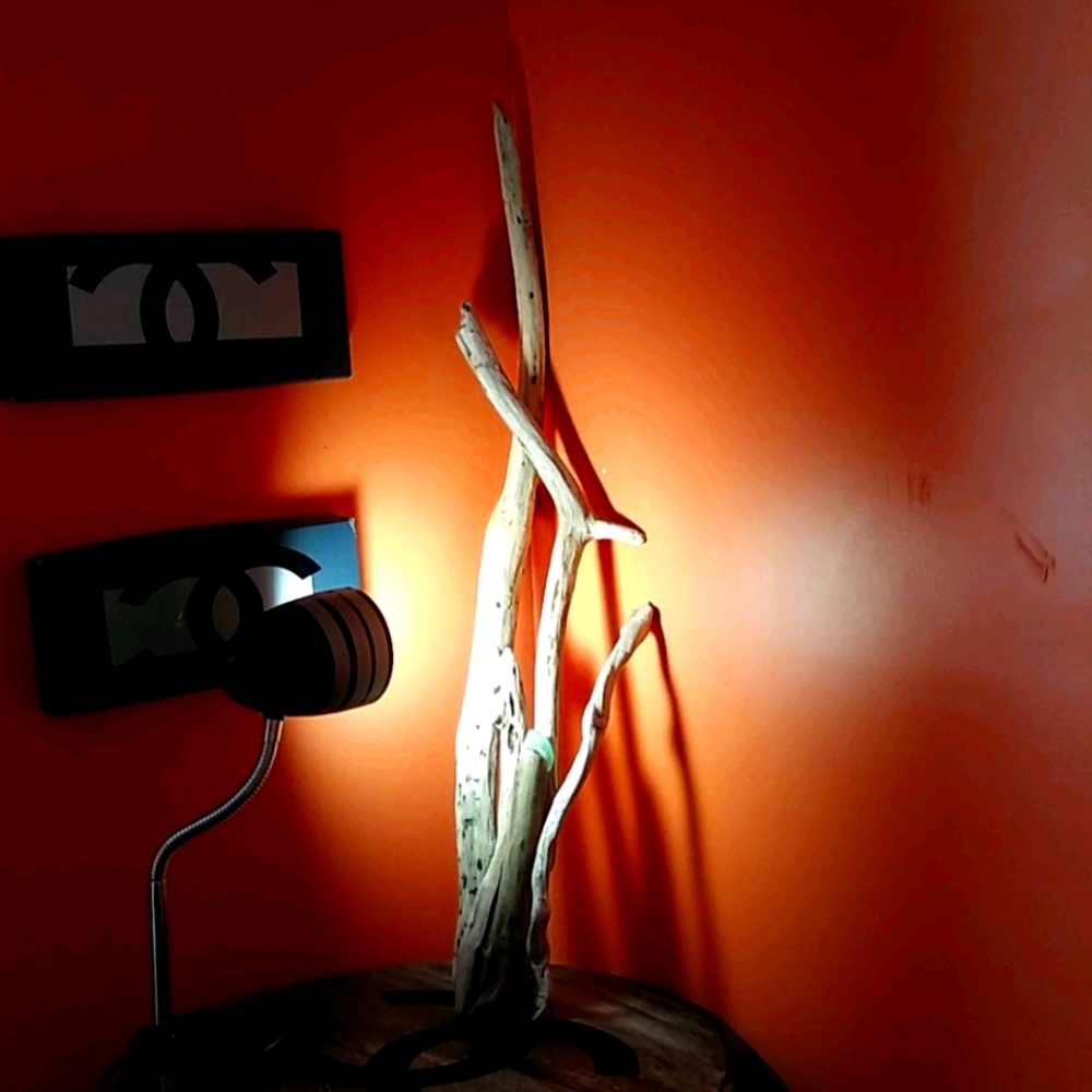 Lake Eri driftwood price is for one piece